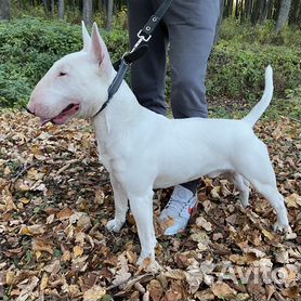 Собаки и щенки🐕 породы Бультерьер: купить недорого в Рязани | Цены на собак  | Авито