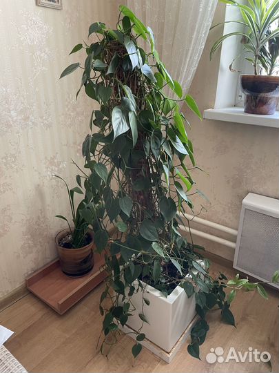 Цветок офисный/домашний в горшке