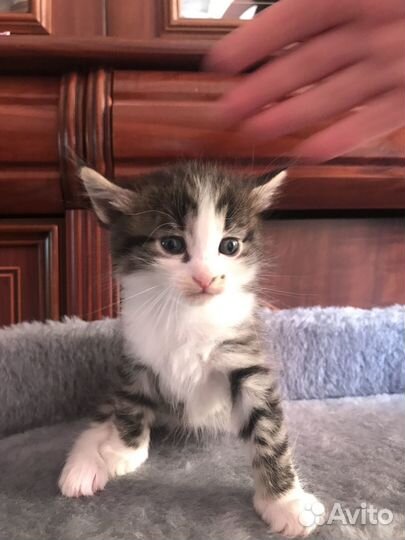 Котята красивые в добрые руки