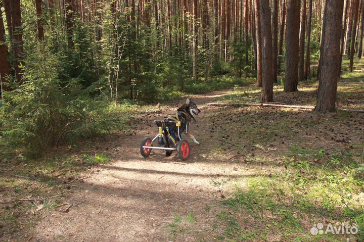 Собака ждет любящих хозяев