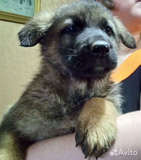 Щенки восточно-европейской овчарки