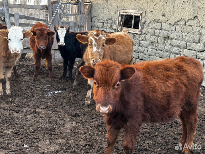 7 бычков и3 телки
