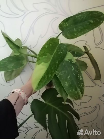 Филодендроны