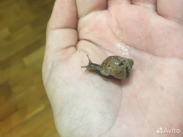 Улитки ахатины Фулики