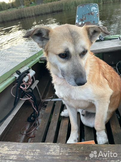 Песик в добрые руки