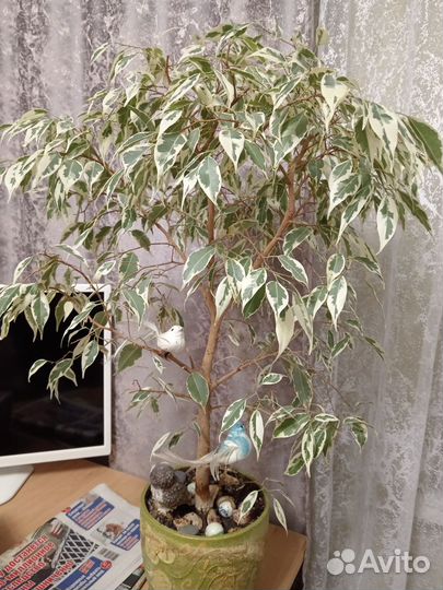 Фикус бенджамина