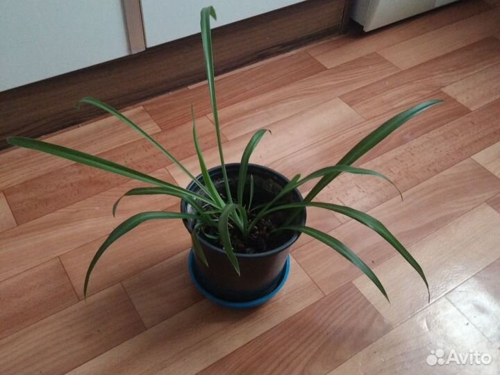 Хлорофитум несколько штук