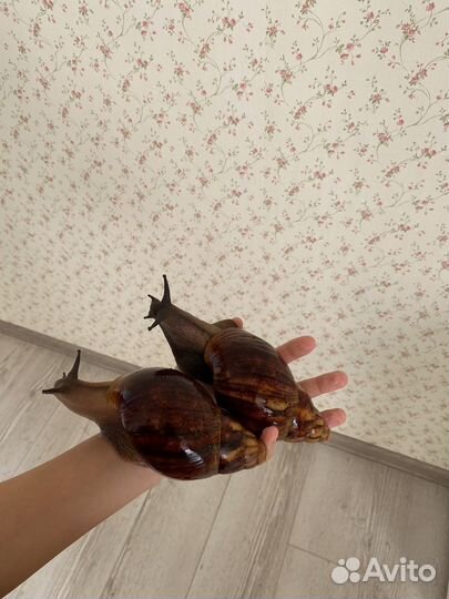 Улитки Архахатина маргината овум