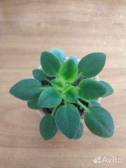 Фиалки мини