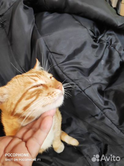 Рыжий кот охранник и охотник. Бесплатно