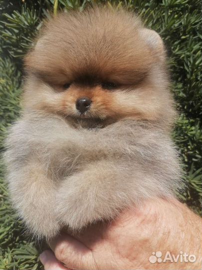 Щенки померанского шпица медвежьего типа