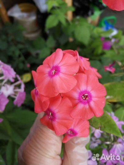 Флокс метельчатый