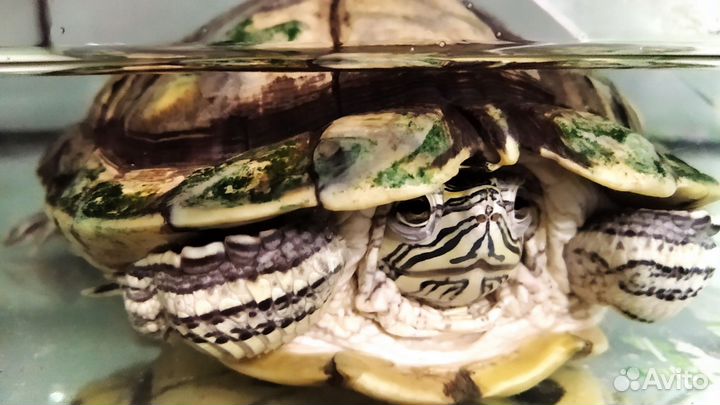 Красноухая черепаха с аквариумом