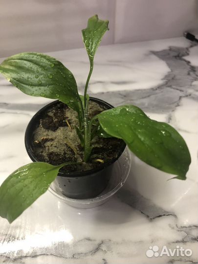 Спатифиллум