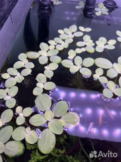 Аквариумные растения