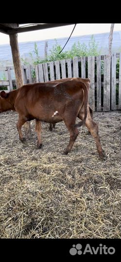 Бычки на дорашивания