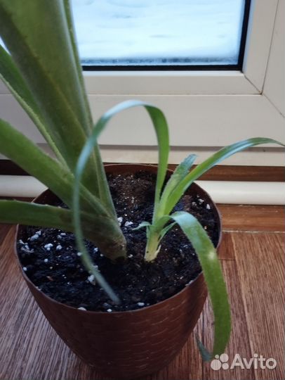 Бильбергия