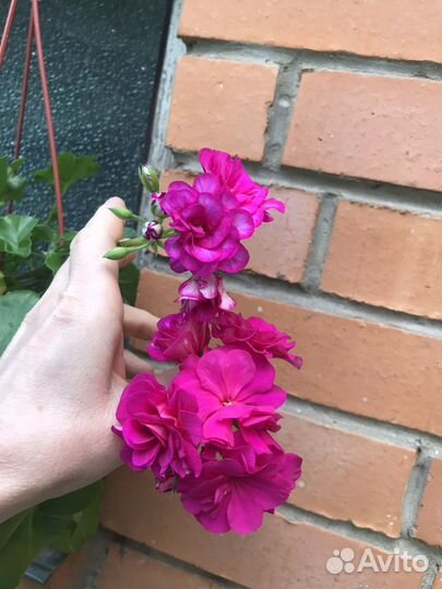 Плющелистные/ампельные и красные пеларгонии/герани