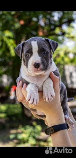 Стаффордширский терьер вязка