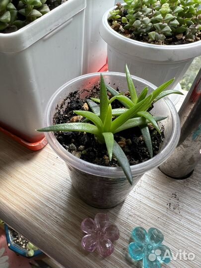 Суккуленты