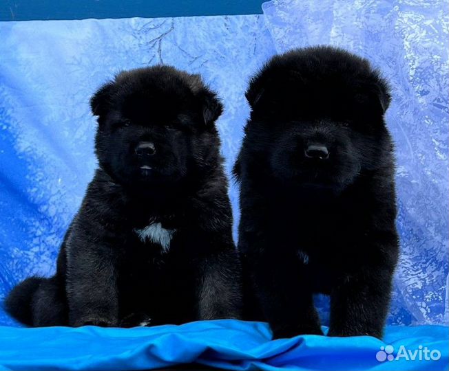 Щенки Американской Акиты