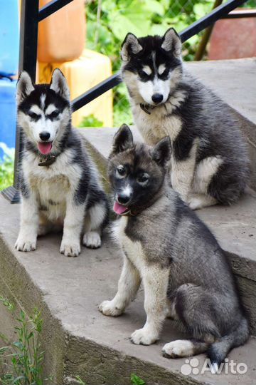 Сибирский хаски с документами