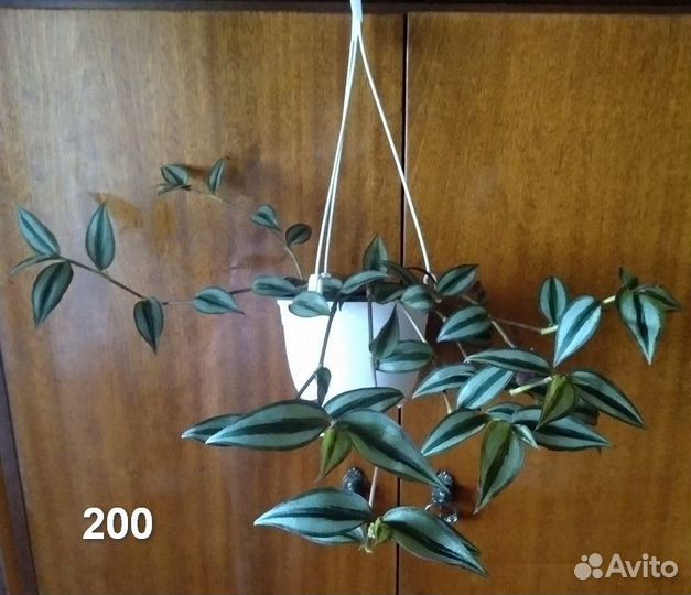 Традесканции