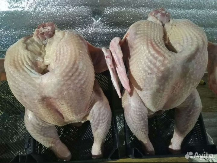 Индюки на мясо