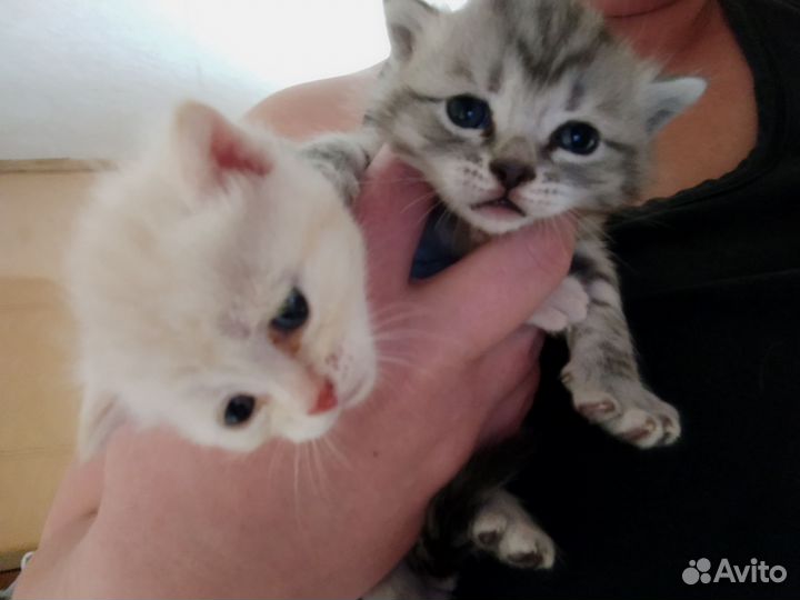 Кошка в дар бесплатно
