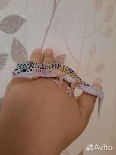 Эублефар самцы