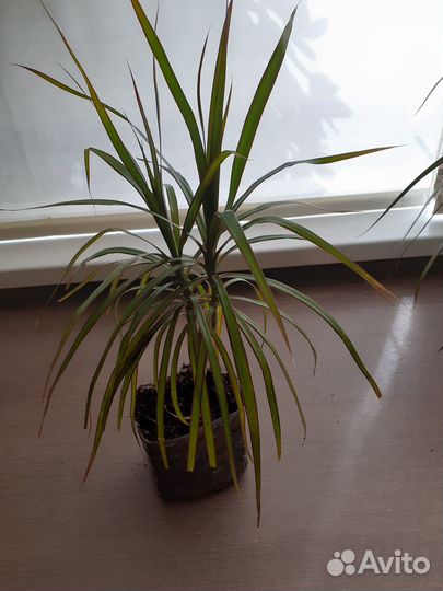 Комнатные цветы драцена