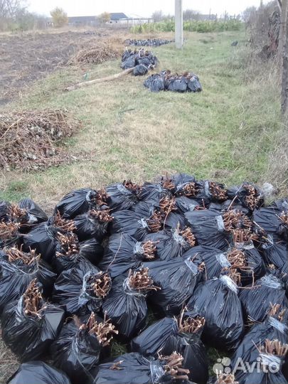 Саженцы малина сорт Полька, цена 6