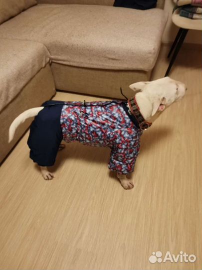 Новый комбинезон для собаки