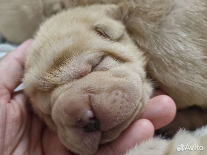 Щенки шарпей