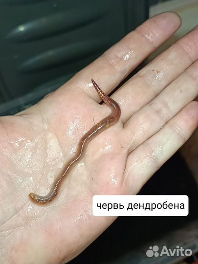 Черви для рыбалки