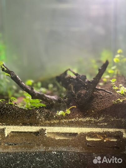 Экзотические муравьи Harpegnathos saltator