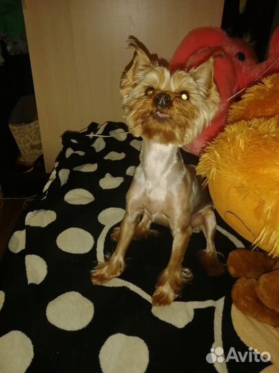 Передержка животных в семье