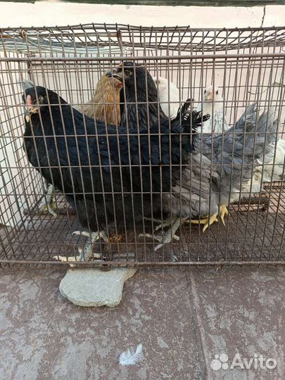 Домашняя птица