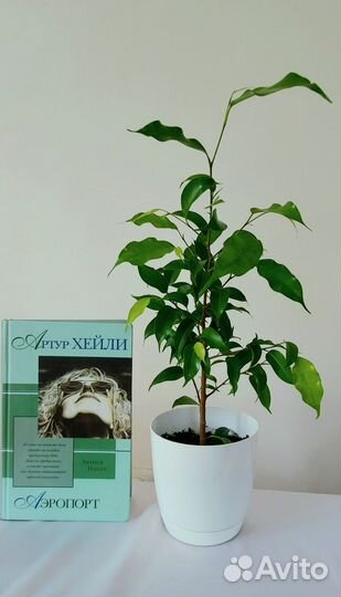 Кротон Шефлера Фикусы Цветы растения комнатные