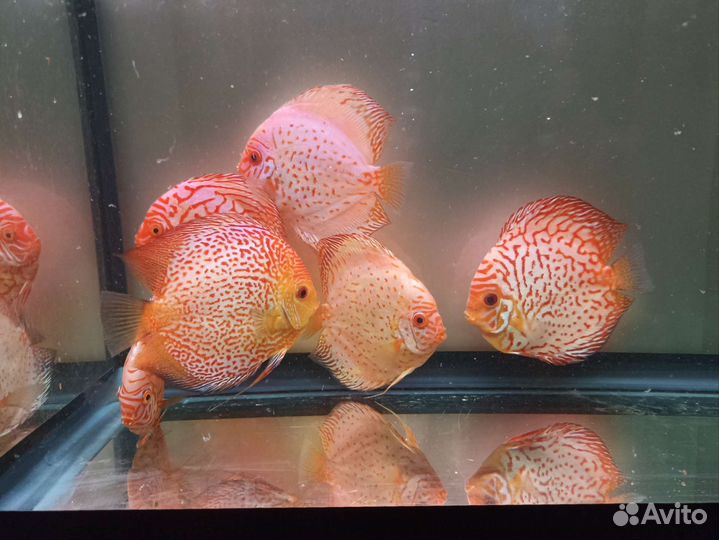 Дискусы Пиджен