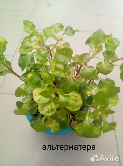 Альтернатера