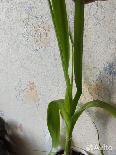 Индийский лук