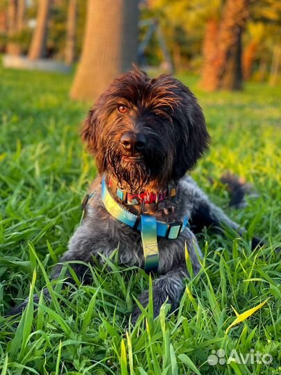 Собака в дар