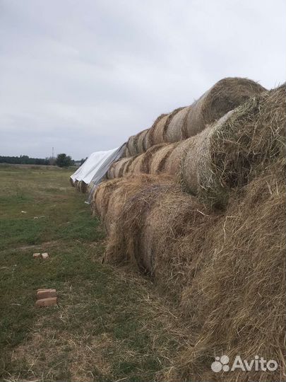 Сено в рулонах