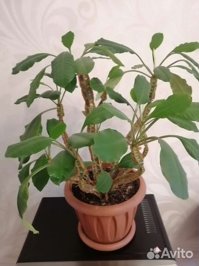 Кактус молочай с горшком