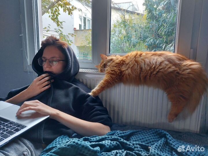 Передержка кошек