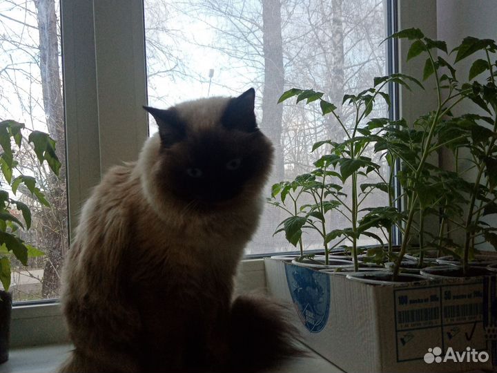 Вязка. Сиямский кот. Ищет подругу