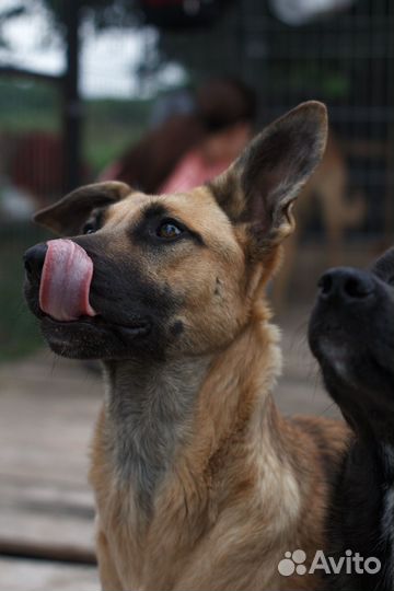 Собака кобель в добрые руки