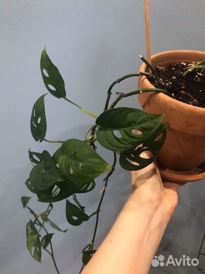 Монстера манки