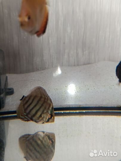 Продажа дискусов